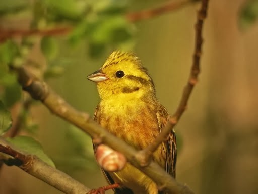 The Really Wild Bird Food Company