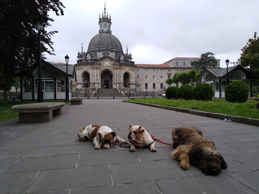 Hotel para perros kangune