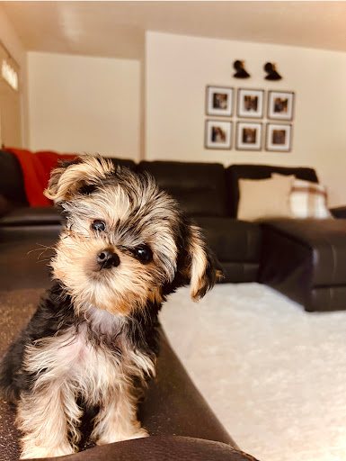 PUPS R US ATL - Thumbnail