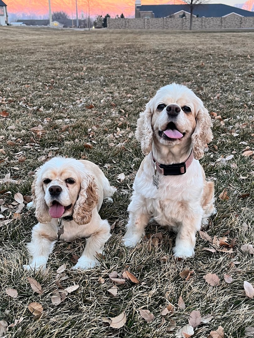 Doggy Style Grooming & Ultrasound