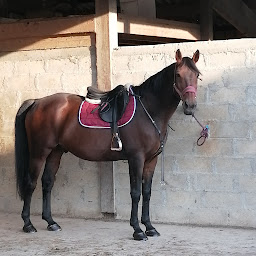 Photo n°1 de Centre équestre des Lauriers à Merlevenez (Centre équestre)