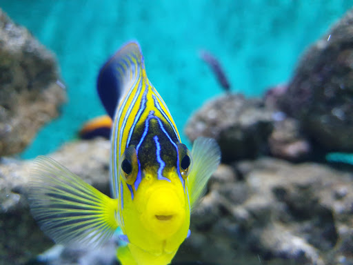 Kipp Aquarium - Thumbnail