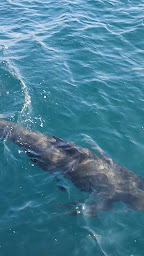 Photo n°4 de Explore Océan - Catamaran Atalaya à Hendaye (Attraction touristique)