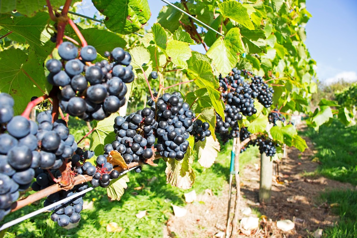 Gwinllan Conwy Vineyard