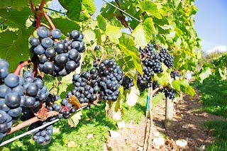 Gwinllan Conwy Vineyard