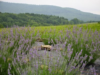 Deep Creek Lavender Farm