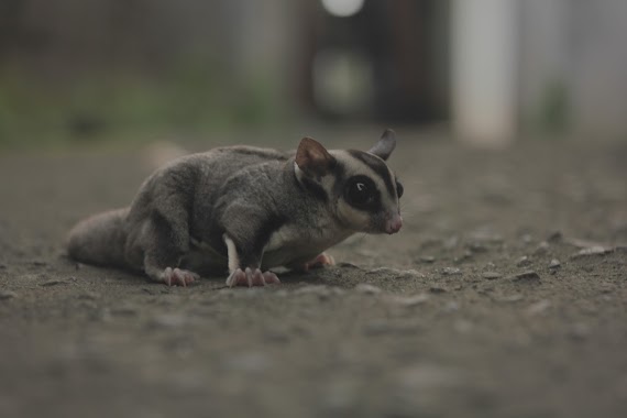 Z Sugar Glider, Author: On Step Film