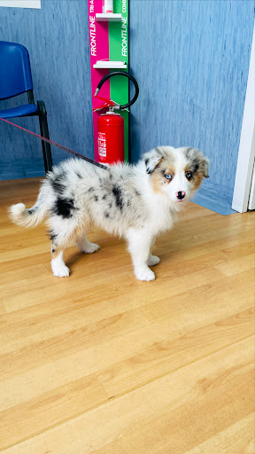 Ambulatorio Veterinario Cilea Gallery - Italy