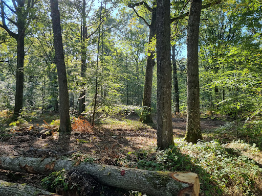 Forêt Domaniale de Rambouillet - Thumbnail
