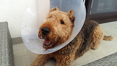 veterinary-care