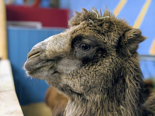 Debbie Dolittle's Petting Zoo - Thumbnail