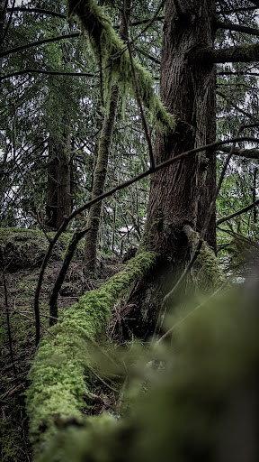 Rushbrook Trail Alternate Trailhead - Thumbnail