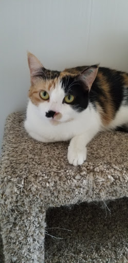 Pincher Creek Humane Society