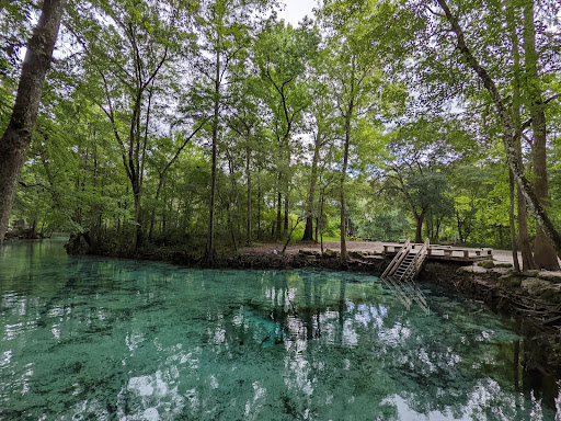 Dogwood Spring - Visual