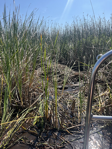 Marsh Landing Adventures / Orlando Airboat Tours Gallery - United States