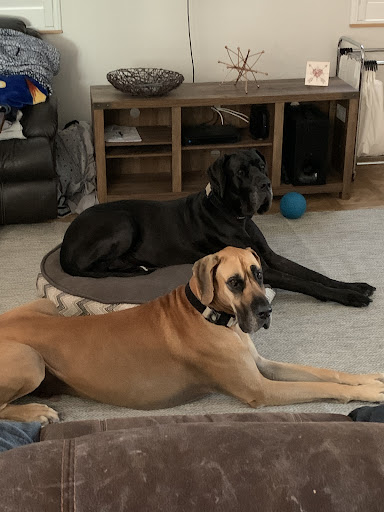 Healthy Paws Veterinary Care Gallery - United States