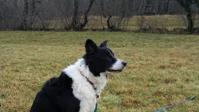 Photos of Giocadog Scuola Cinofila