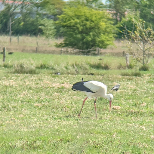 Föhr Tours - naturkundliche und ornithologische Führungen Gallery - Germany