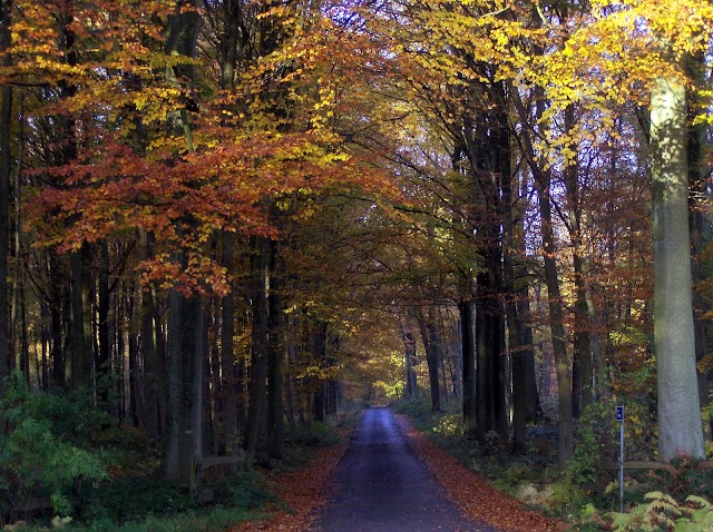 Bois de la Houssière
