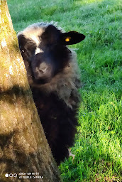 Photo n°6 de La Ferme Drolou à Scaër (Éleveur)