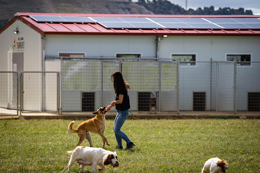 Ruralvet centro animal Grijota