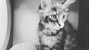 Photo n°14 de Clinique Vétérinaire Vauban drs WARMON & SCHNEIDER à Sélestat (Vétérinaire)