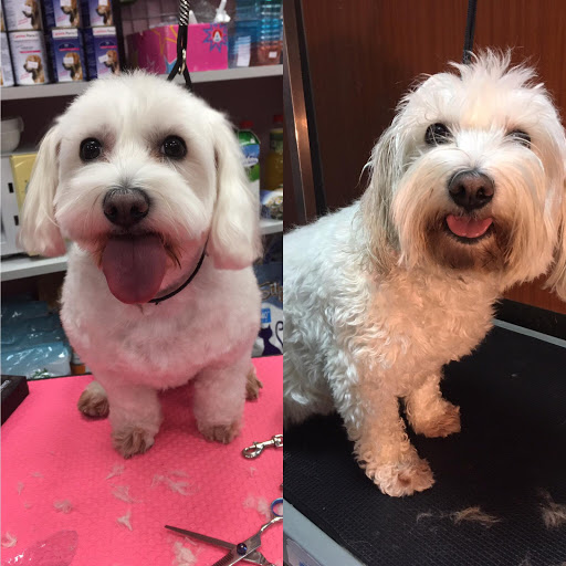 Peluquería Canina Los Amigos de Dexter - Thumbnail