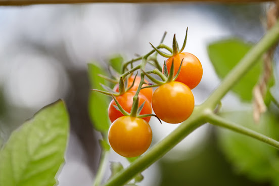 Ready-to-Grow Gardens by null