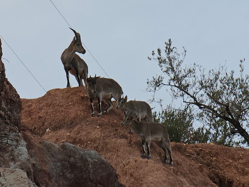 Bogarra - Visual