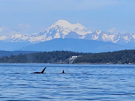 Blue Kingdom Whale & Wildlife Tours - Thumbnail