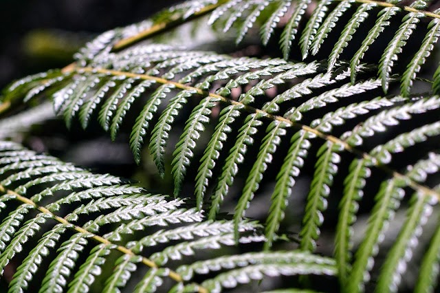 Mount Coot-tha Botanic Gardens