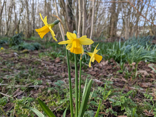 Boghead Wood