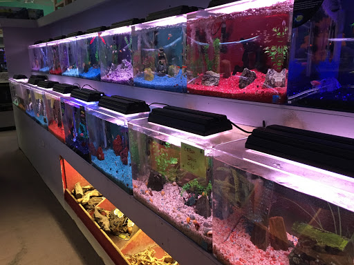 Trop Aquarium - Thumbnail