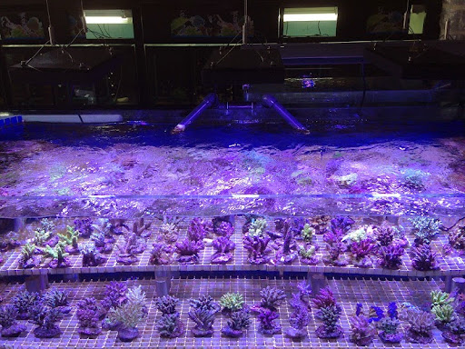 Acquariolandia - Visual