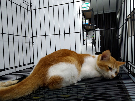 Klinik Veterinar Dan Surgeri Catspace