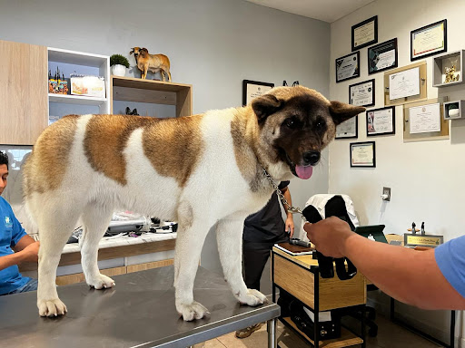 Clinica Veterinaria Santa Clara