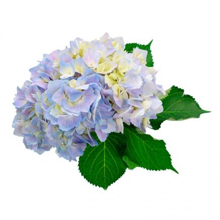 Meraki Flowers Forwarding LLC - Thumbnail