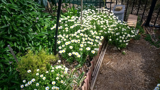Lochiel Park Community Garden - Thumbnail