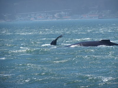 San Francisco Whale Tours