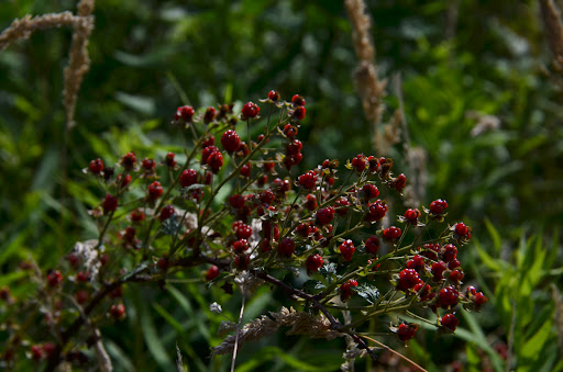 Beaver Township Nature Preserve - Thumbnail