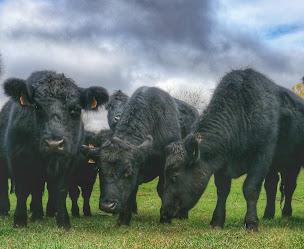 Photo n°15 de Ferme de l'absinthe à Granges-Narboz (Éleveur)
