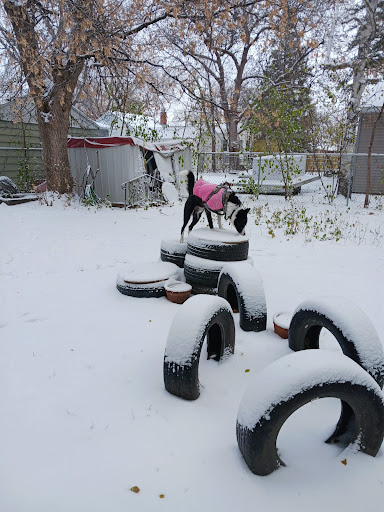 Nemo & Lux's dog park - Thumbnail