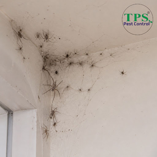 Worried about increasing spiders around your home? TPS Pest Control in Sabzi Mandi Old, Delhi off… post image