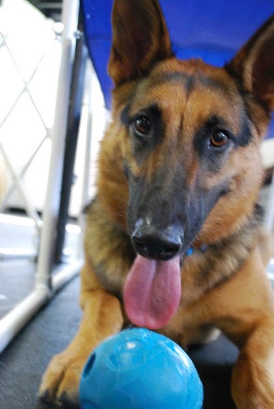 Photos of AnnaBelle's Pet Station