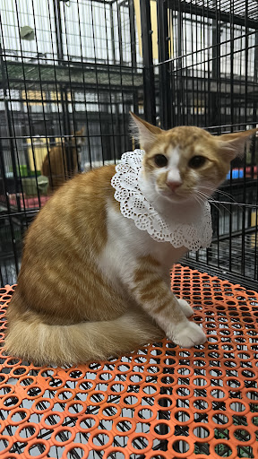 KaraCatz Cat Hotel and Spa