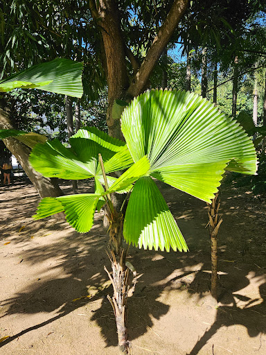 Jardín Botánico del Museo de Arte de Puerto Rico - Thumbnail