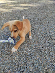 Photo n°77 de Camping L'îlot des marais à Le Langon (Terrain de camping)