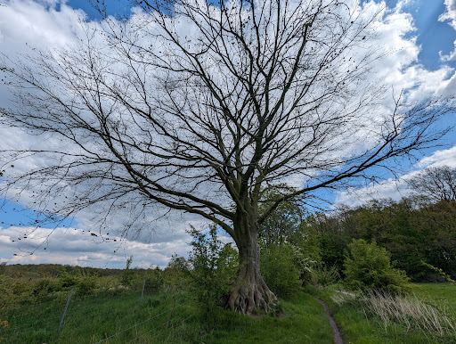 Alte Rotbuche - Thumbnail