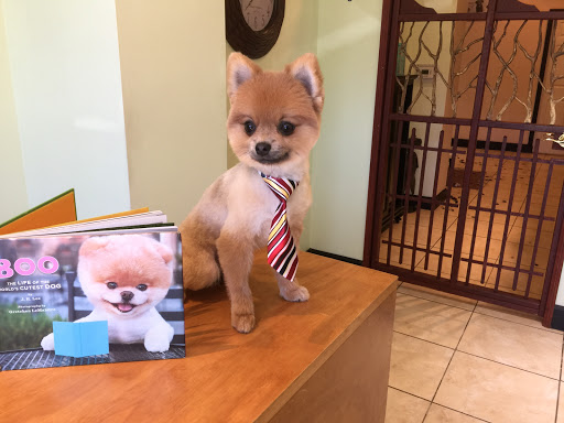 Laguna Pet Spa / Judi's Pet Grooming - Thumbnail