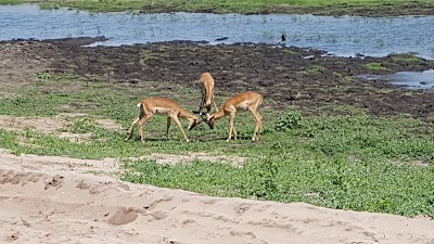 Photos of Kalahari Tours